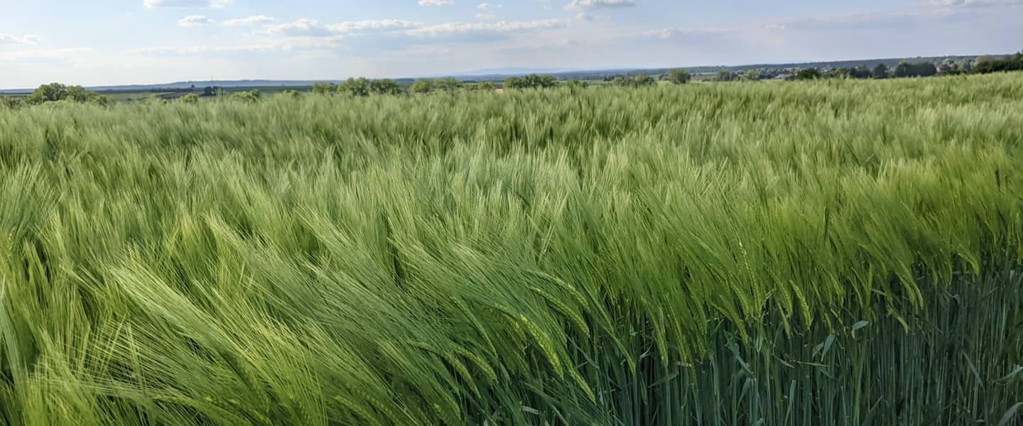 Getreidefeld im Sommer